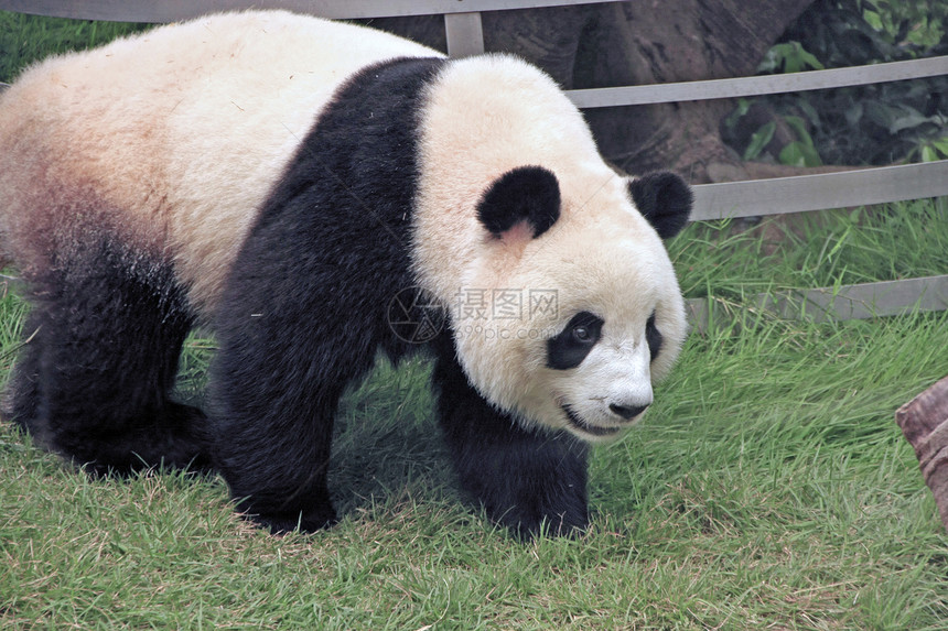 大型熊熊大熊中国梅兰诺莱乌卡岛 中国动物哺乳动物大熊猫黑色素黑色熊猫图片