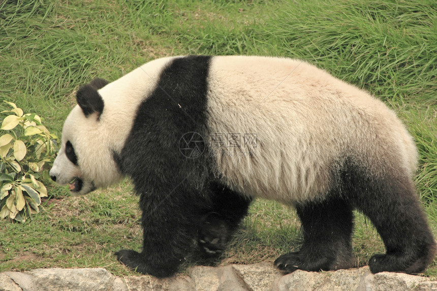 大型熊熊大熊中国梅兰诺莱乌卡岛 中国哺乳动物熊猫大熊猫黑色素动物黑色图片