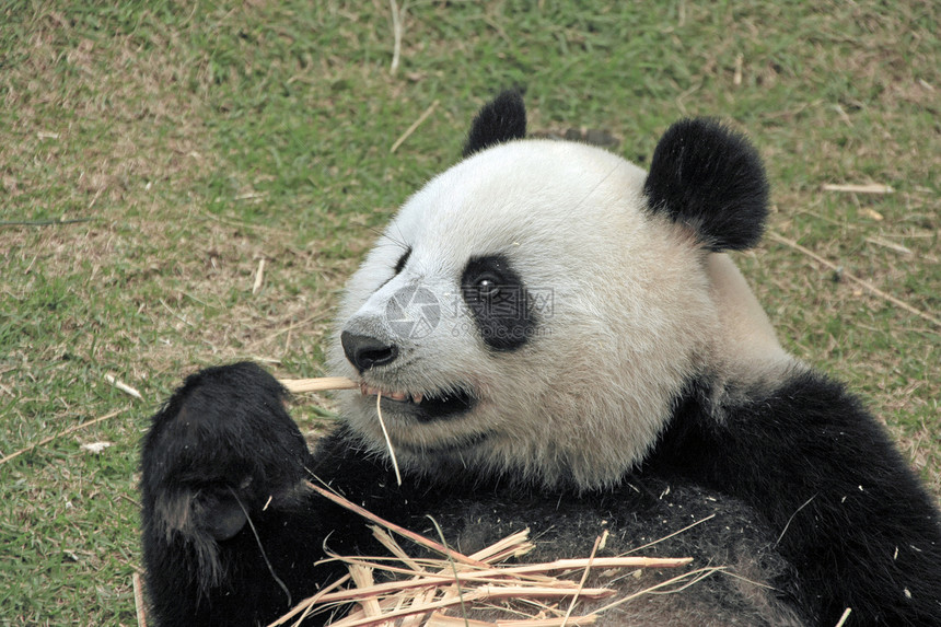 大型熊熊大熊中国梅兰诺莱乌卡岛 中国竹子动物黑色素大熊猫哺乳动物黑色熊猫图片