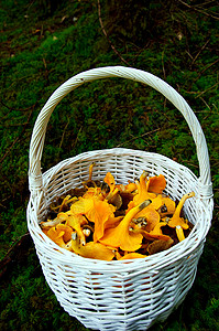 篮子中的钱庄食物黄色采摘森林苔藓白色美味收获树木收成背景