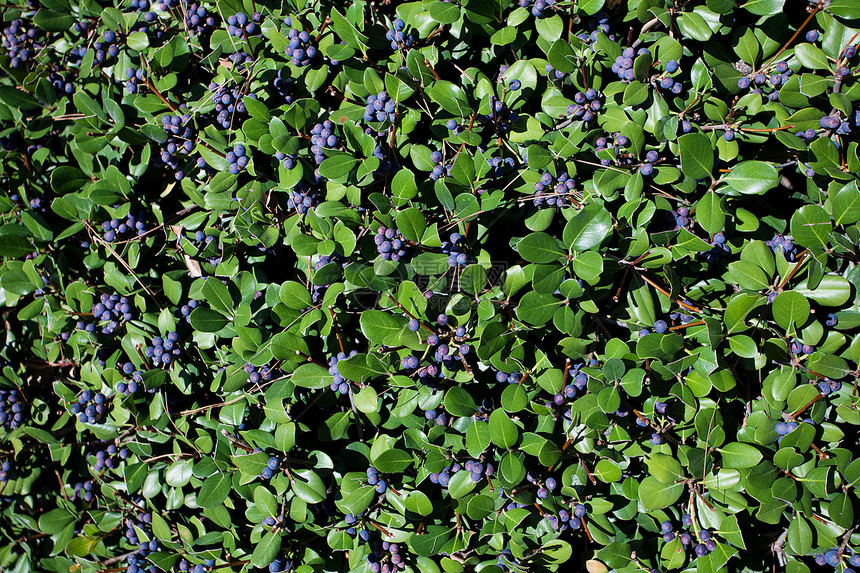 绿色树叶背景的蓝色草莓牛痘乌木味道荒野甜点宏观沼泽木头水果饮食图片