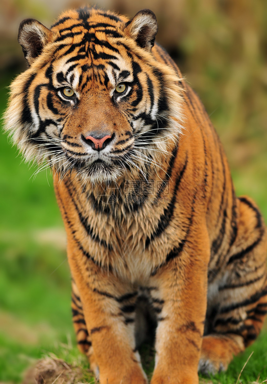 愤怒的苏门答腊老虎肖像图片