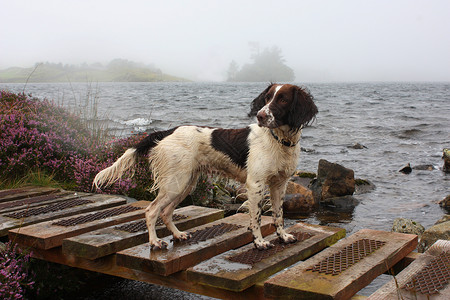 工作英语在湖前木头小狗猎犬小狗狗背景图片