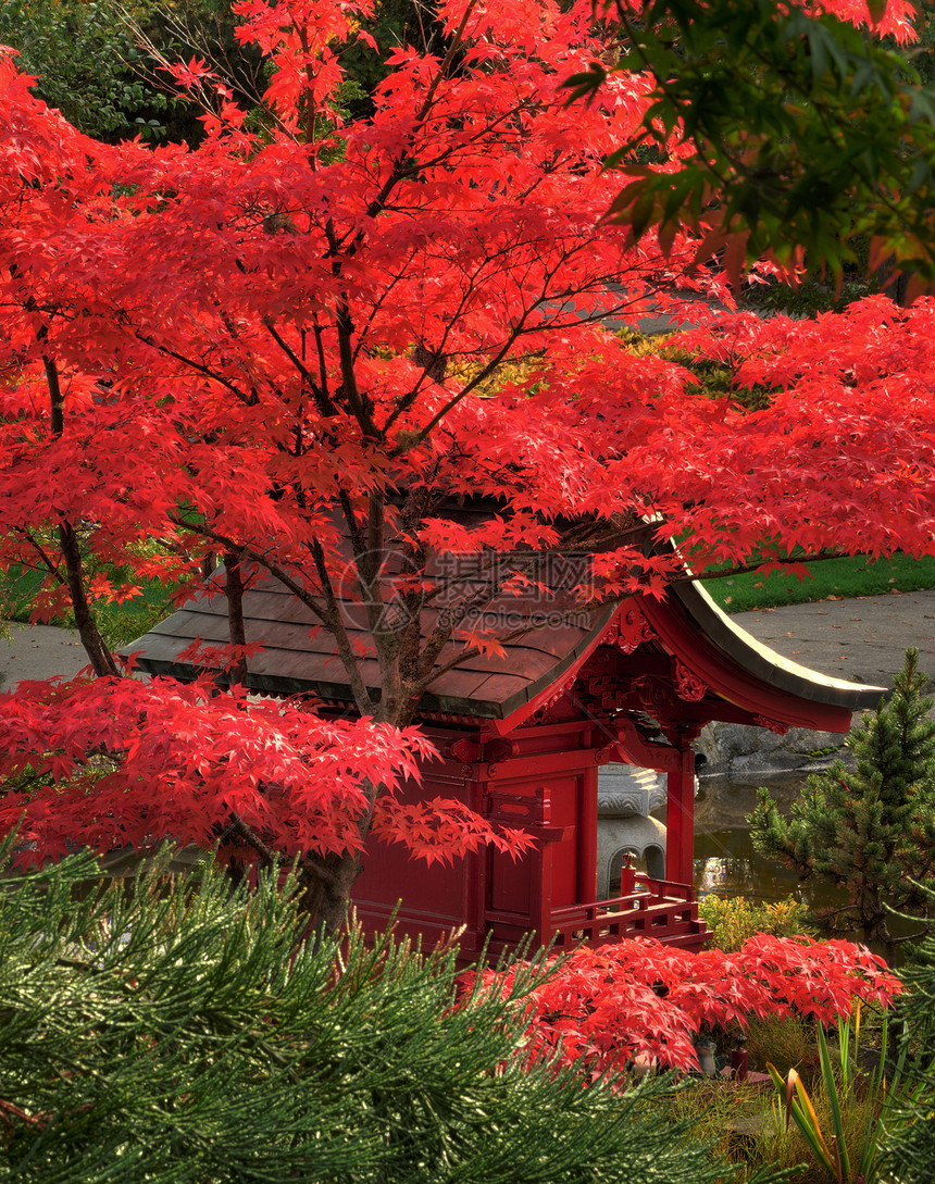 日本花园邮政树木森林阴影艺术橙子分支机构公园红色环境图片