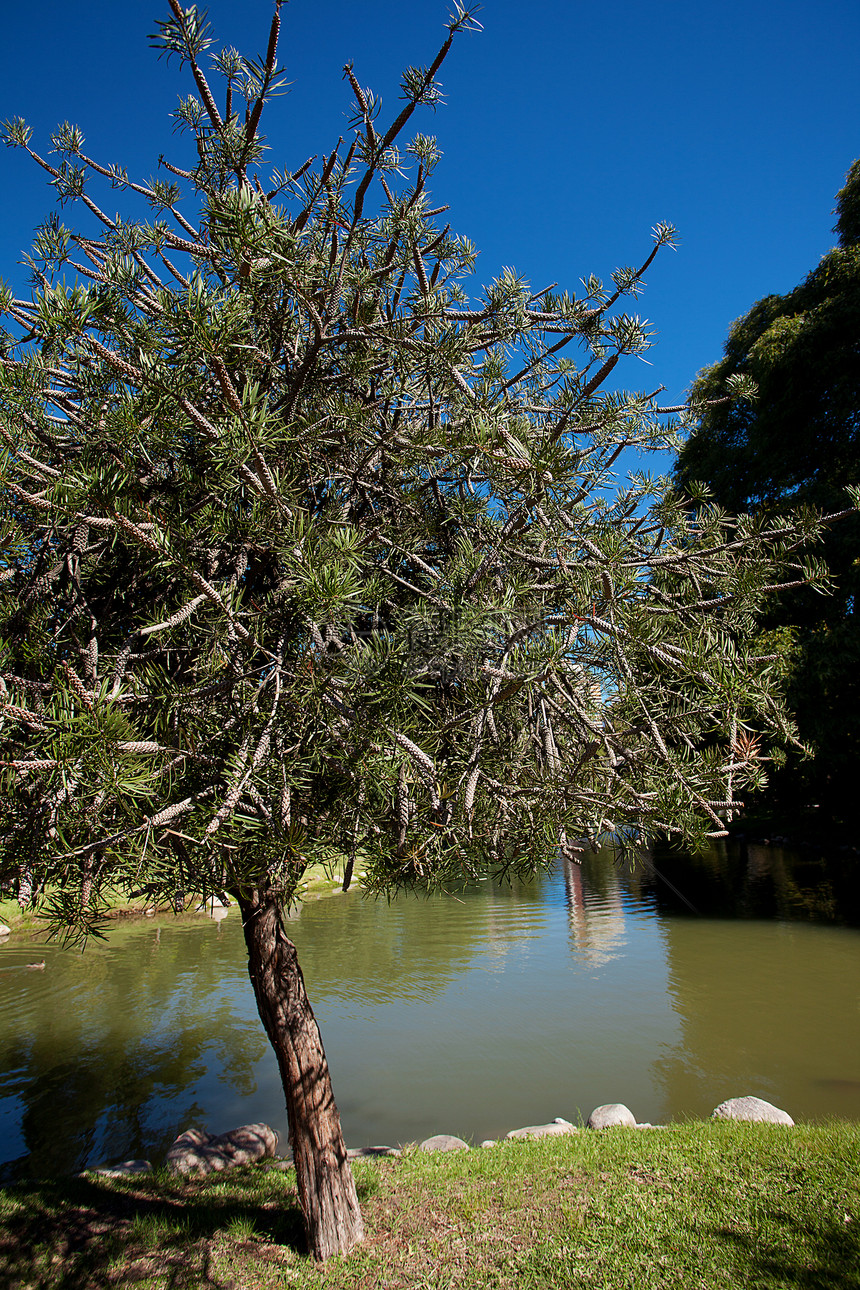在公园的蓝天对面 苍蝇树场景风景城市环境松树绿色水平森林木头针叶树图片