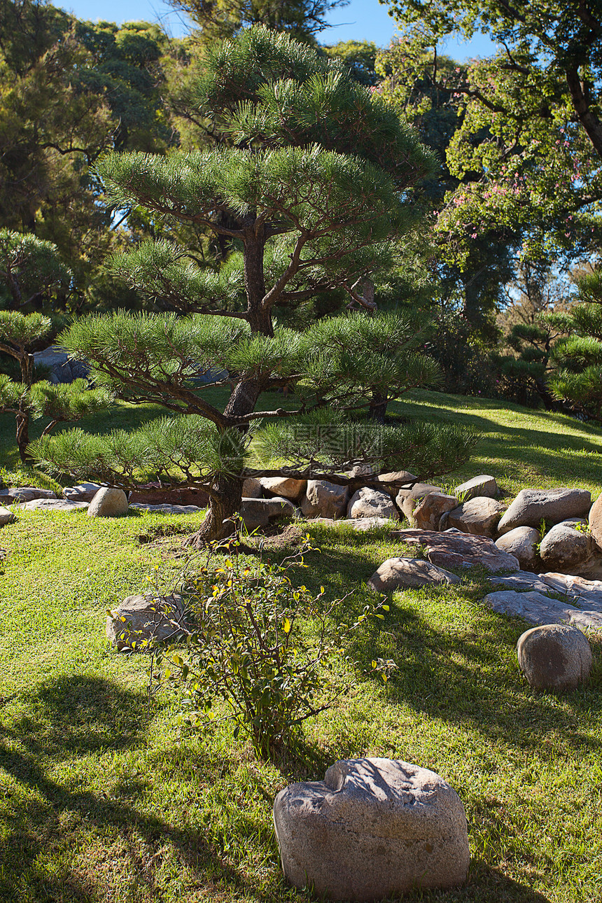 蓝天背景的隐形树和岩石天桥行人冥想爬坡建筑学石头森林木头花园叶子图片