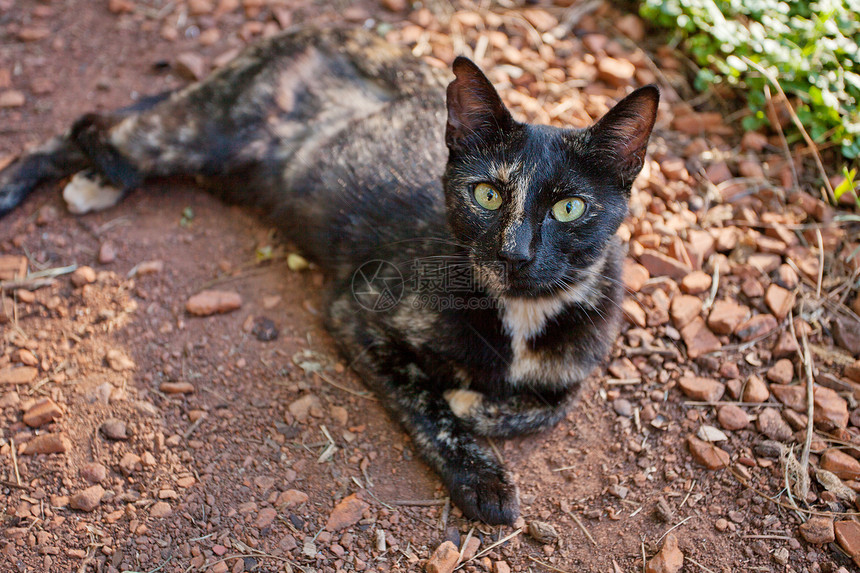 露天街头猫肖像草地宠物晴天绿色猫科毛皮灰色小猫动物猫咪图片