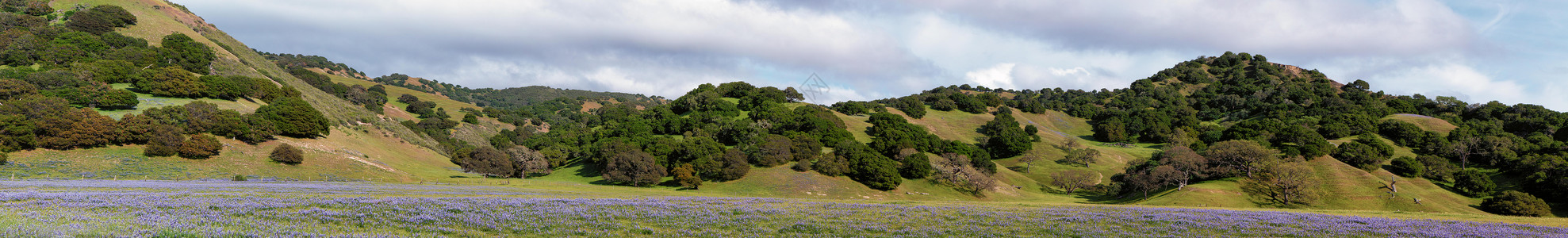 蒙特雷县5在草地野生的金银Lupine背景