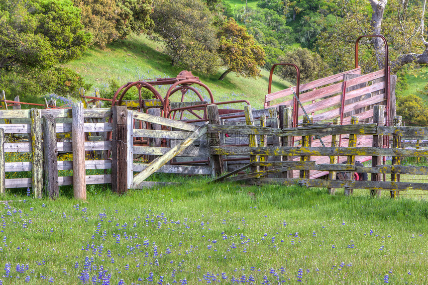 草原的银子树林野生灌木丛季节性牧场栅栏紫色图像野花图片