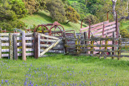 草原的银子树林野生灌木丛季节性牧场栅栏紫色图像野花背景图片