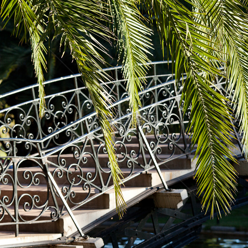 阳光和桥梁中的椰枣树叶图片