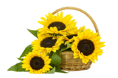 黄色花束篮子中美丽的向日葵花花束希连图斯绿色装饰白色生长太阳环境香味植物学卡片女性化背景
