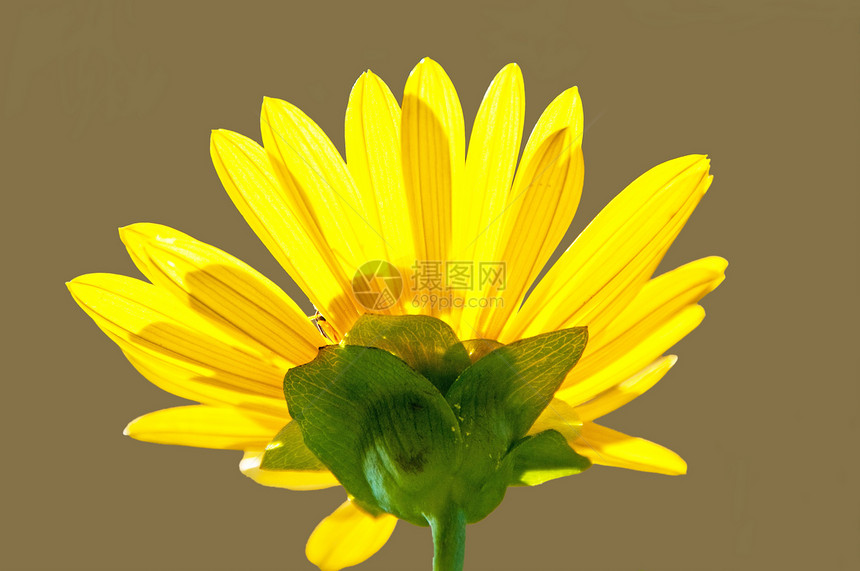 花朵在平原上开花黄色晴天宏观蜜蜂图片