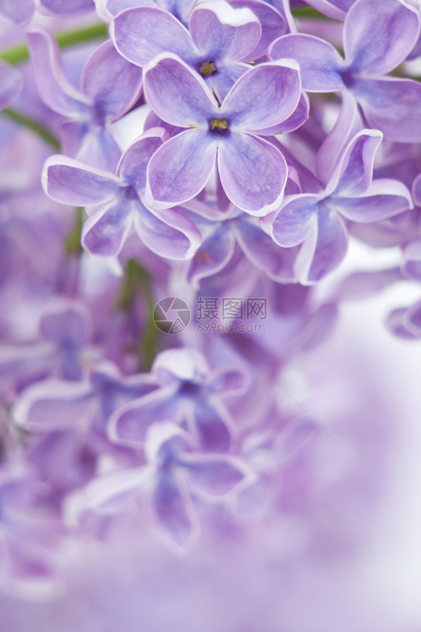 花朵的开花花园庆典芳香紫色礼物香水季节坡度疗法灵敏度图片