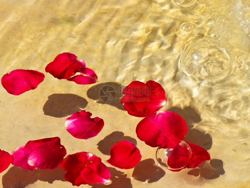玫瑰红色树叶游泳特写背景图片