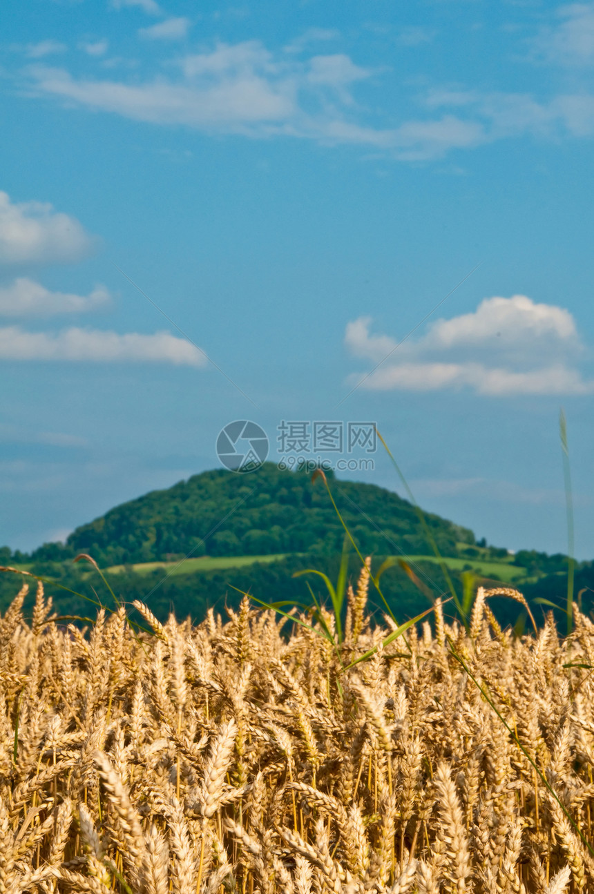 小麦 小麦蓝色土地稀饭爬坡酒吧场地森林食物玉米全景图片
