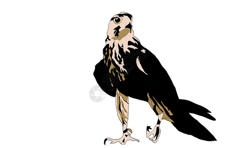 利爪黑鸟捕食者侵略性鹰鹰猎人羽毛翅膀棕色飞行食肉黄色航班动物荒野插画