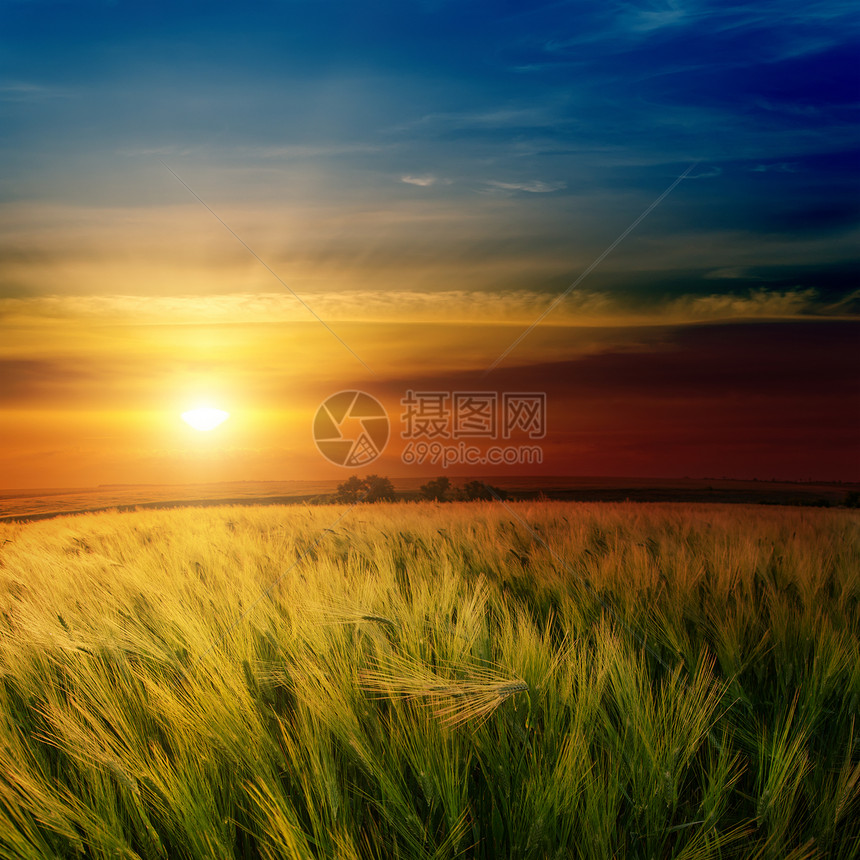 绿地的日落粮食场地太阳农村橙子草原天空蓝色地平线植物图片