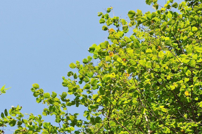 植树植物树叶植被绿色叶子天空树梢图片