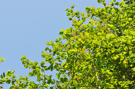 植树植物树叶植被绿色叶子天空树梢背景图片