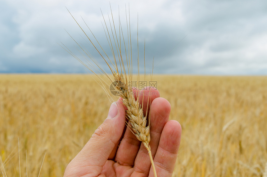金子在田地上收割培育耳朵收成玉米植物面包农场农田大麦天空图片
