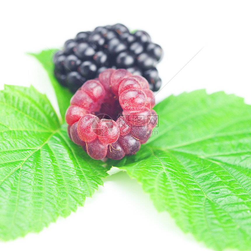 白色背景的草莓 黑莓和绿树叶宏观营养食物小吃作品叶子浆果香气饮食水果图片