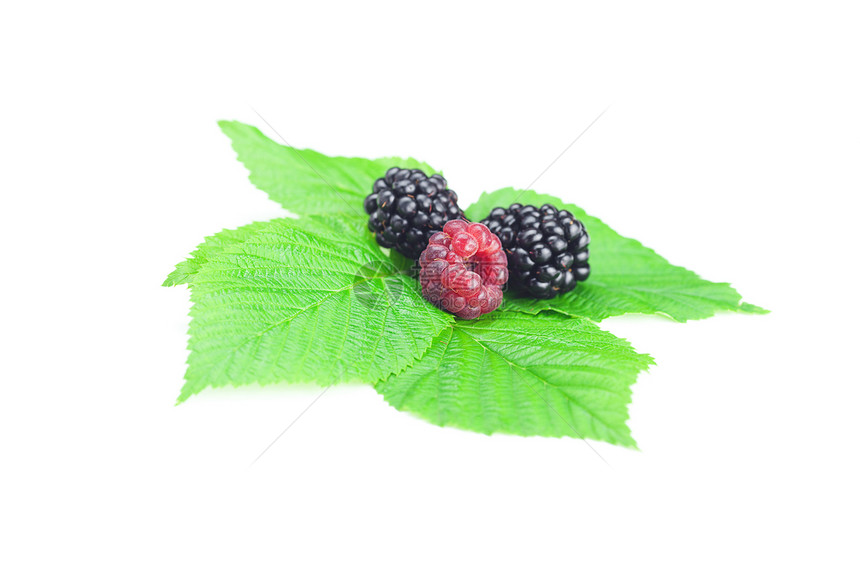 白色背景的草莓 黑莓和绿树叶宏观覆盆子作品香味饮食水果食物味道早餐叶子图片