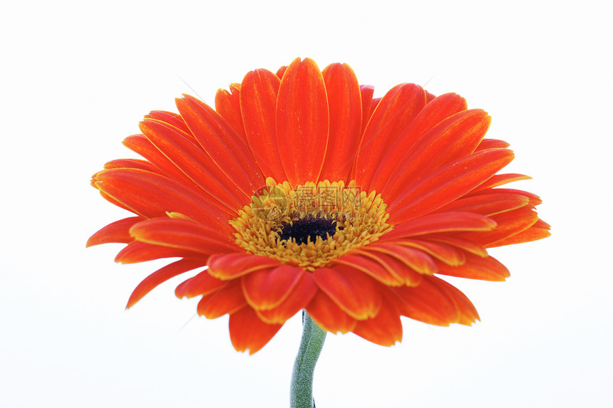 橙色gerbera植物季节万寿菊植物学花园礼物美丽橙子植物群雏菊图片
