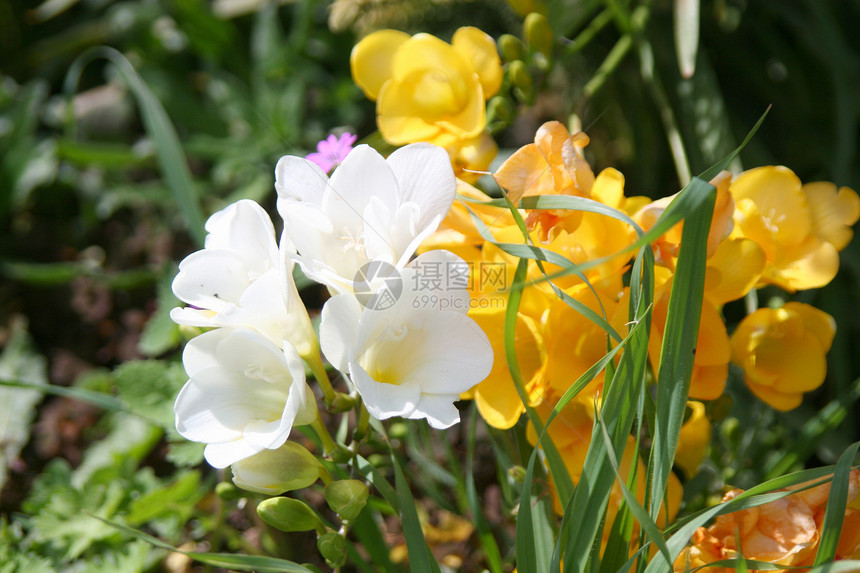 黄花和白花野花白色绿色花朵草地环境花坛花园生长叶子图片