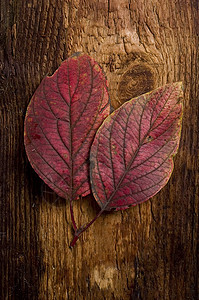 秋叶和旧板叶子植物环境乡村季节木头树叶木板橙子背景图片