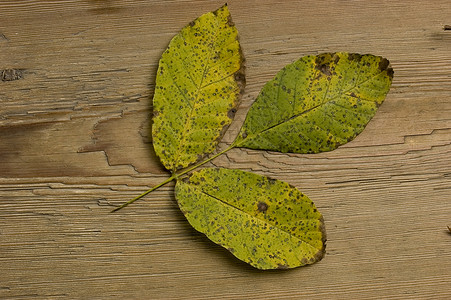 秋叶和旧板植物乡村树叶环境木板叶子季节木头橙子背景图片