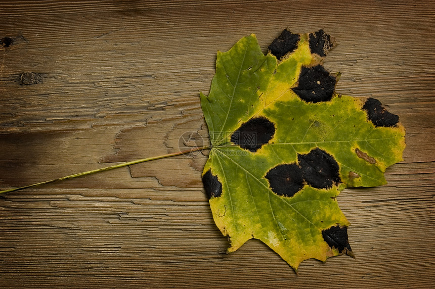 秋叶和旧板叶子树叶季节环境乡村橙子木头木板植物图片