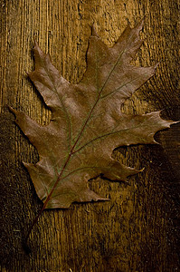 秋叶和旧板乡村木头植物环境木板橙子树叶季节叶子背景图片