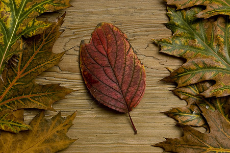 秋叶和旧板季节橙子树叶木头木板植物乡村环境叶子背景图片