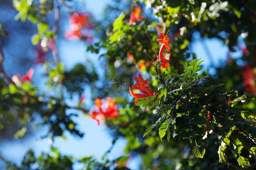 红色橙色花朵对蓝天树干孤独白色木头环境季节花园生态植物学生活图片