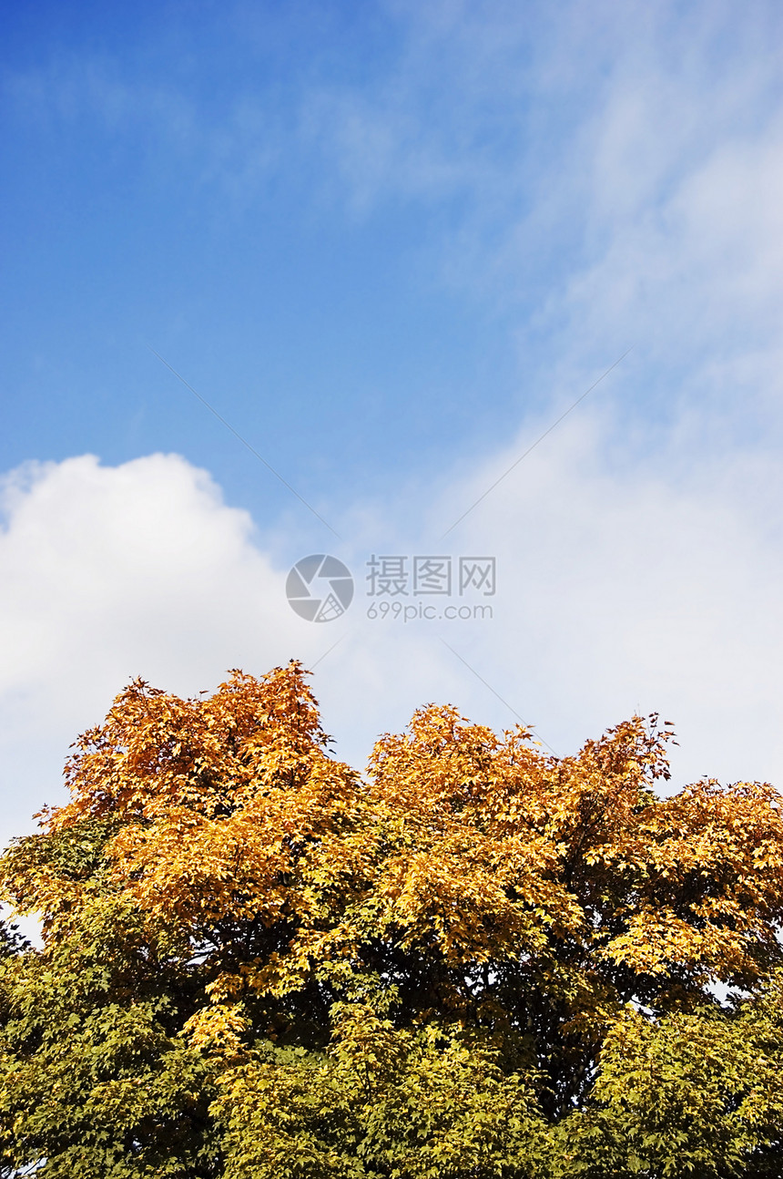秋树在天上季节公园森林天空环境植物树叶金子植物学橙子图片