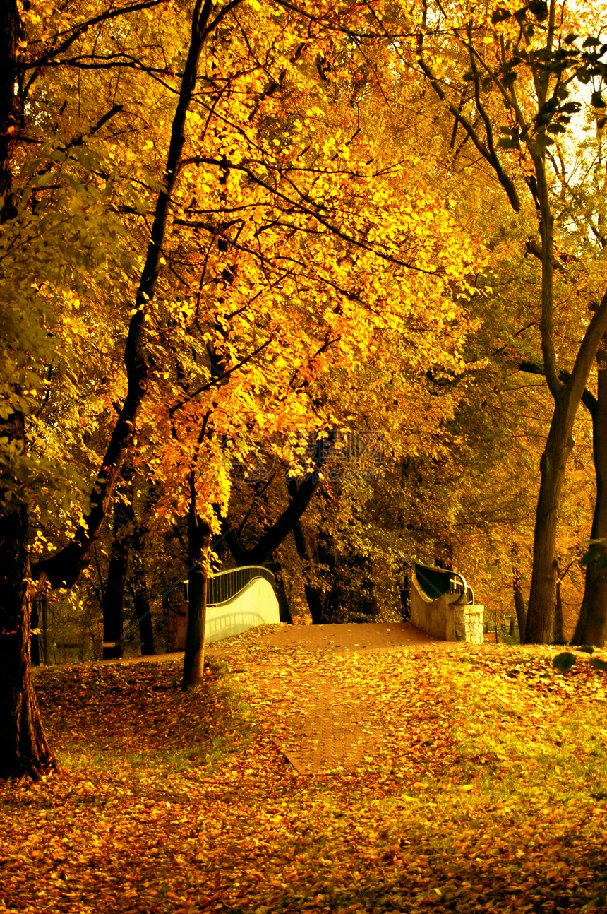 秋叶环境季节枫叶叶子树叶金子宏观植物橙子木头图片
