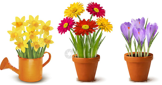 柏威夏省收集花盆和瓦特的泉水和夏月多彩花朵花瓶叶子水仙礼物植物群野花红花花园橙子水仙花插画
