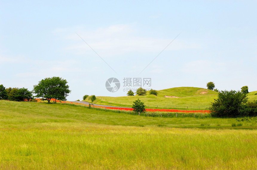 横向景观牧歌风景小麦自由场景晴天农田天空花朵季节图片