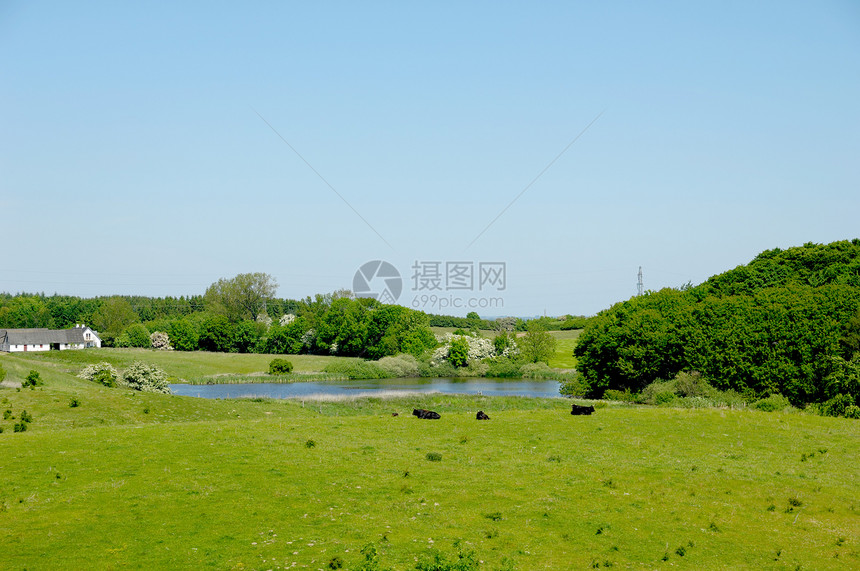 奶牛 湖泊和农场图片