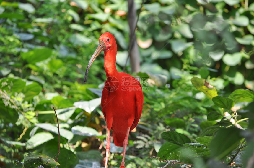 斯嘉丽伊比鸟红色热带荒野动物园树叶绿色植物绿色农场鸟类橡胶图片