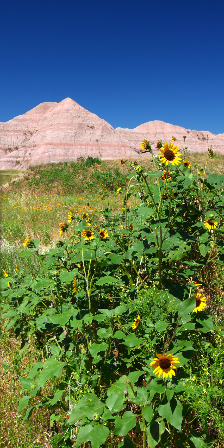 美国荒地国家公园场地旅行花朵植物微风国家阵风环境公园草原图片
