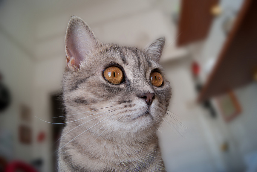 金色和灰色的猫头哺乳动物毛皮瞳孔主题注意力好奇心宠物猫咪猫科羊毛图片