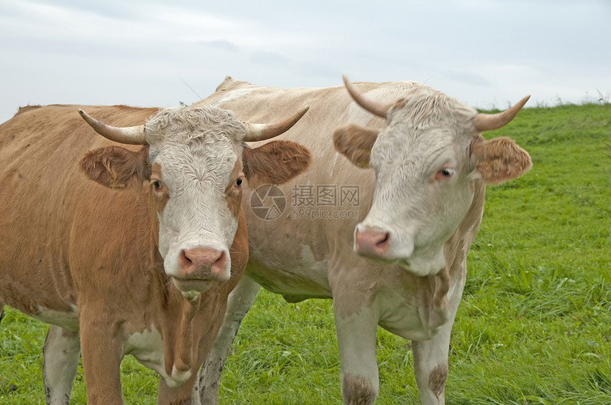 恋爱中的牛农业农场场地动物草地国家喇叭哺乳动物生物牛奶图片