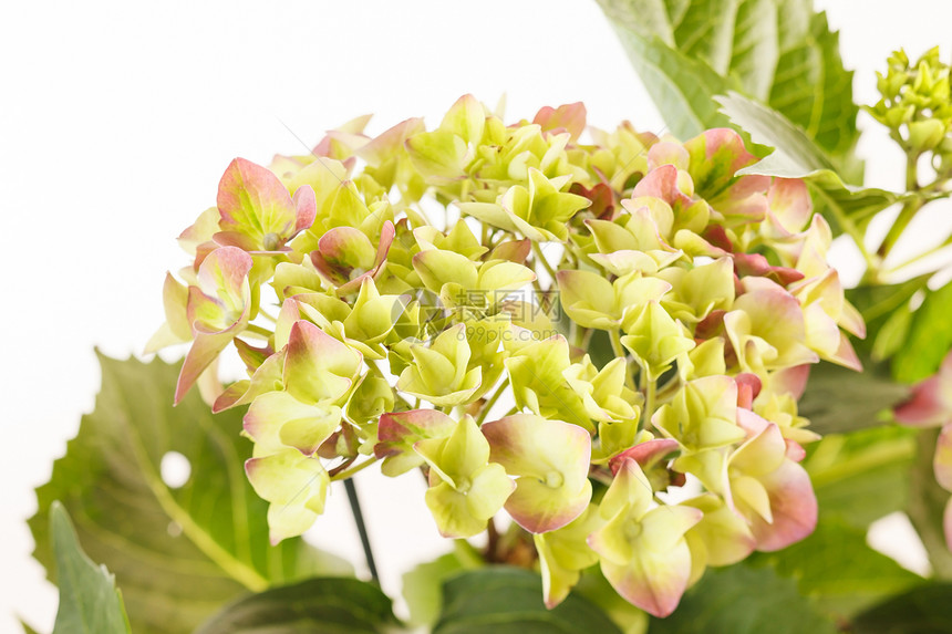 美丽的杂兰花花园叶子花瓣花头绿色插花植物绣球花展示礼物图片