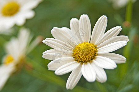 菊花宏观背景礼物黄色花园白色植物群植物背景图片