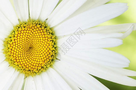 艺术乳房植物群按钮墙纸白色花瓣黄色场地甘菊植物饱和背景图片