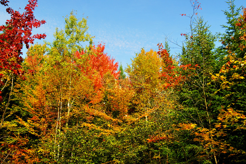 美丽的秋瀑森林景观图片