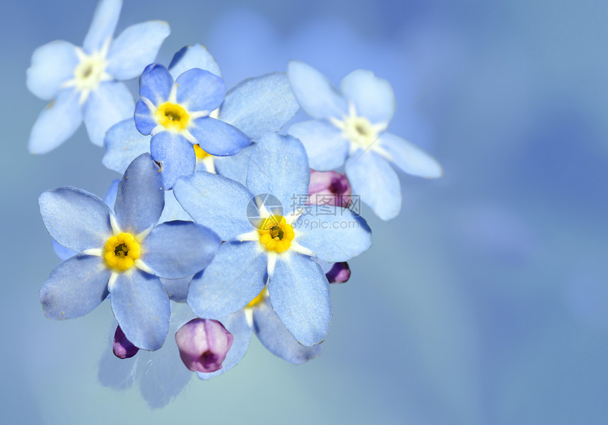 青蓝的花朵野花白色花瓣黄色花园植物群荒野边缘蓝色植物图片