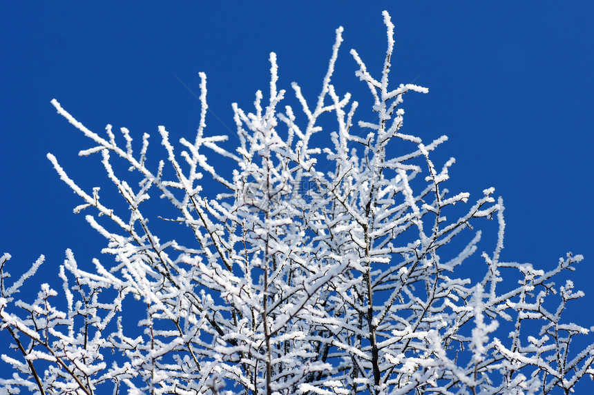 青蓝的天空上覆盖着冰霜的树图片